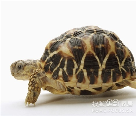 乌龟寿命有多长?