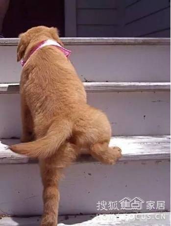 主人每天都训练狗狗爬楼梯,一个月后竟然.