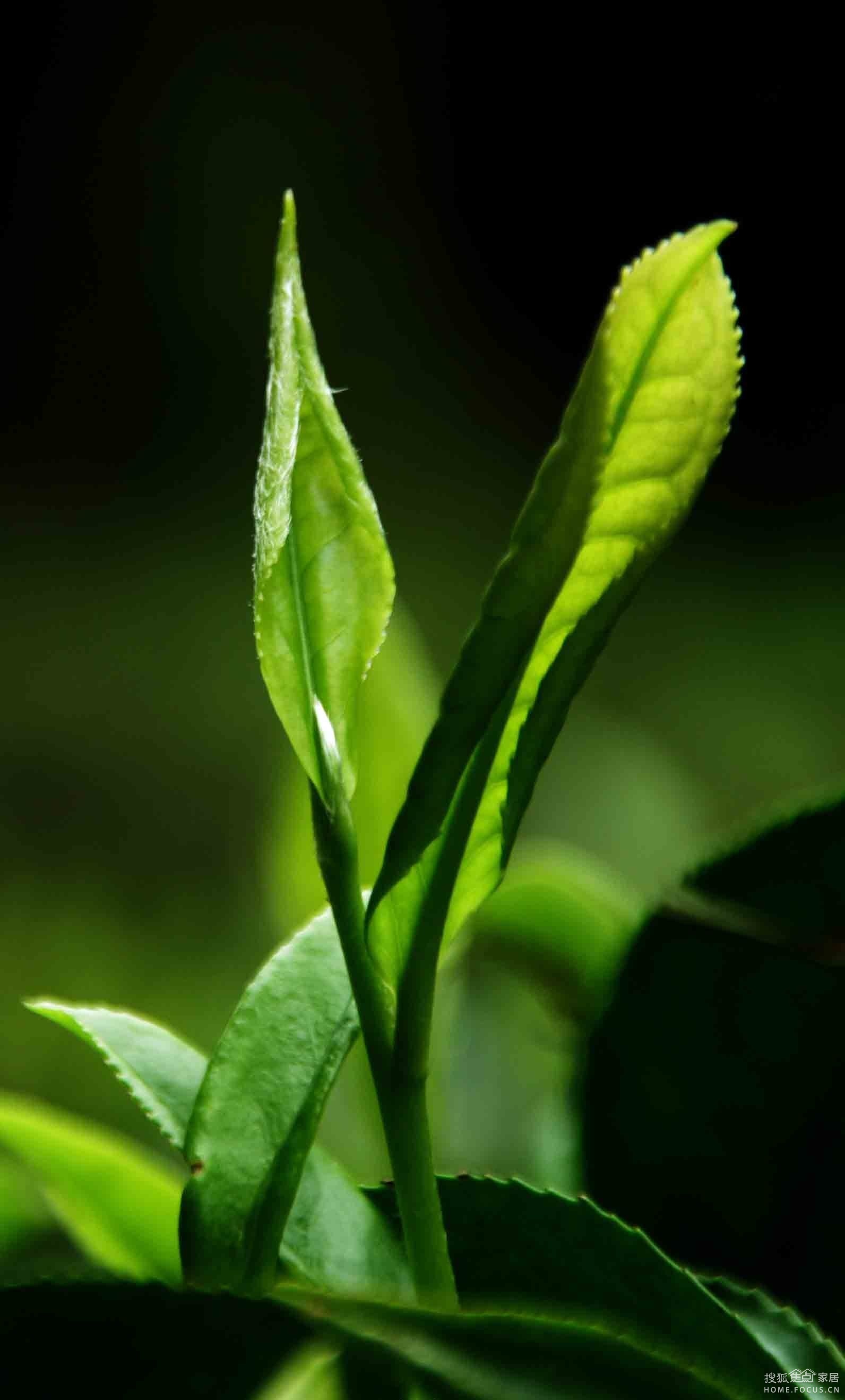 绿茶的作用与功效 喝什么茶减肥_新闻资讯_搜