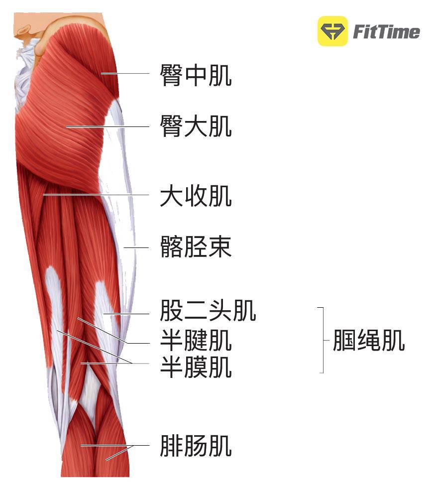 腘绳肌收缩使 膝关节屈曲, 股四头肌收缩负责使 膝关节伸展.
