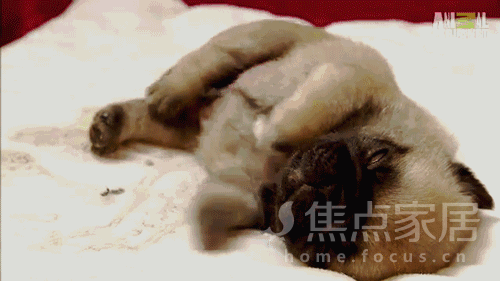 3    睡觉要选个隐秘的地方 否则在梦中露出逗比般的灵魂 你,是美猴王