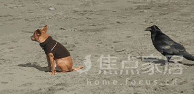 乌鸦简直是鸟界流氓霸主,各种小偷小摸作奸犯科!