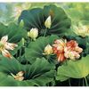 无奈花落去2009