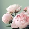 淘小蓝