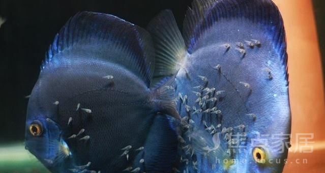 月光鱼繁殖技巧 鱼友养殖必看!