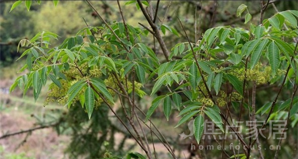 野漆树叶的功效作用及用法用量介绍