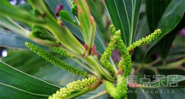 野漆树叶的功效作用及用法用量介绍