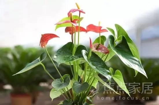 红掌夏天怎么养:避免阳光直射增加浇水 _装修
